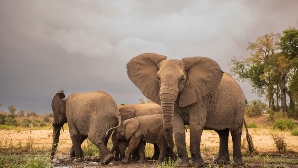 national park amboseli