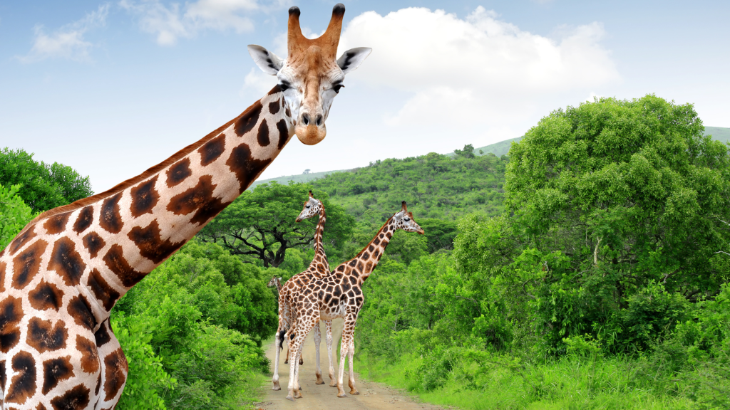 RockFig Safari Lodge