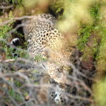 kruger national park game drive