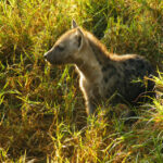 timbavati wildlife