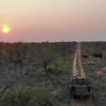 Luxury Safari