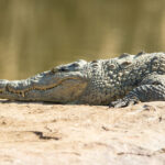 Game Drive kenya