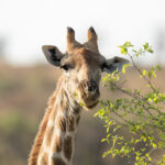 79I4327 100