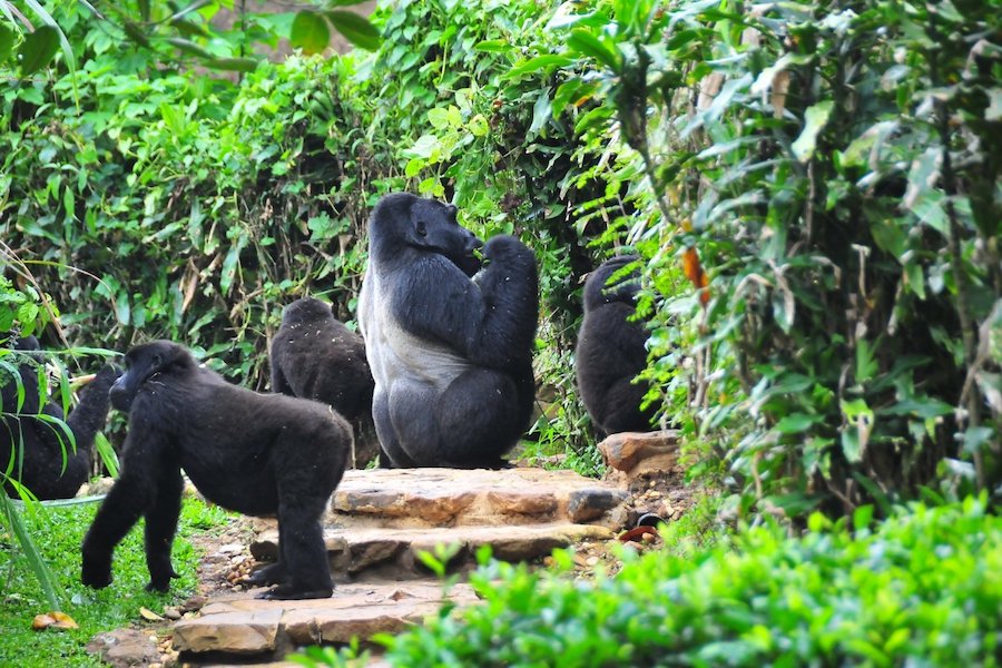 Bwindi impenetrable national park