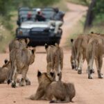 Big Five safari South Africa