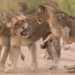 hoedspruit africa