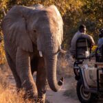 safari game drives