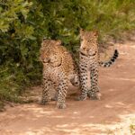 Big Five safari