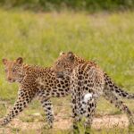 7 day safari kenya