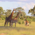 Big five game drive