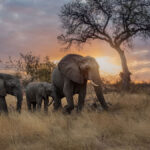 Timbavati