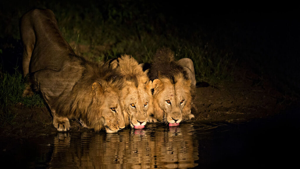 kruger national park safari packages