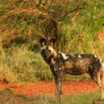 Fly-in safari to Hoedspruit