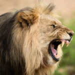 Kambaku Safari Lodge family-friendly