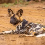 Timbavati Private Nature Reserve tour