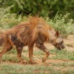 Big Five safari Greater Kruger