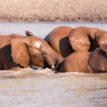 mara river