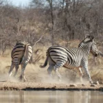 kruger safari