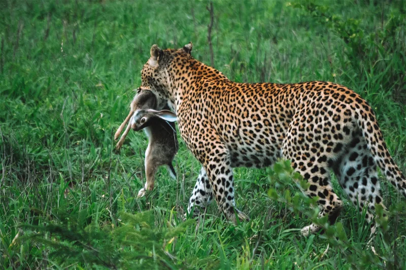 kruger safari africa