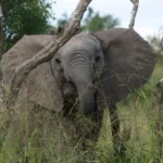 big five kruger