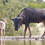 greater kruger national park south africa