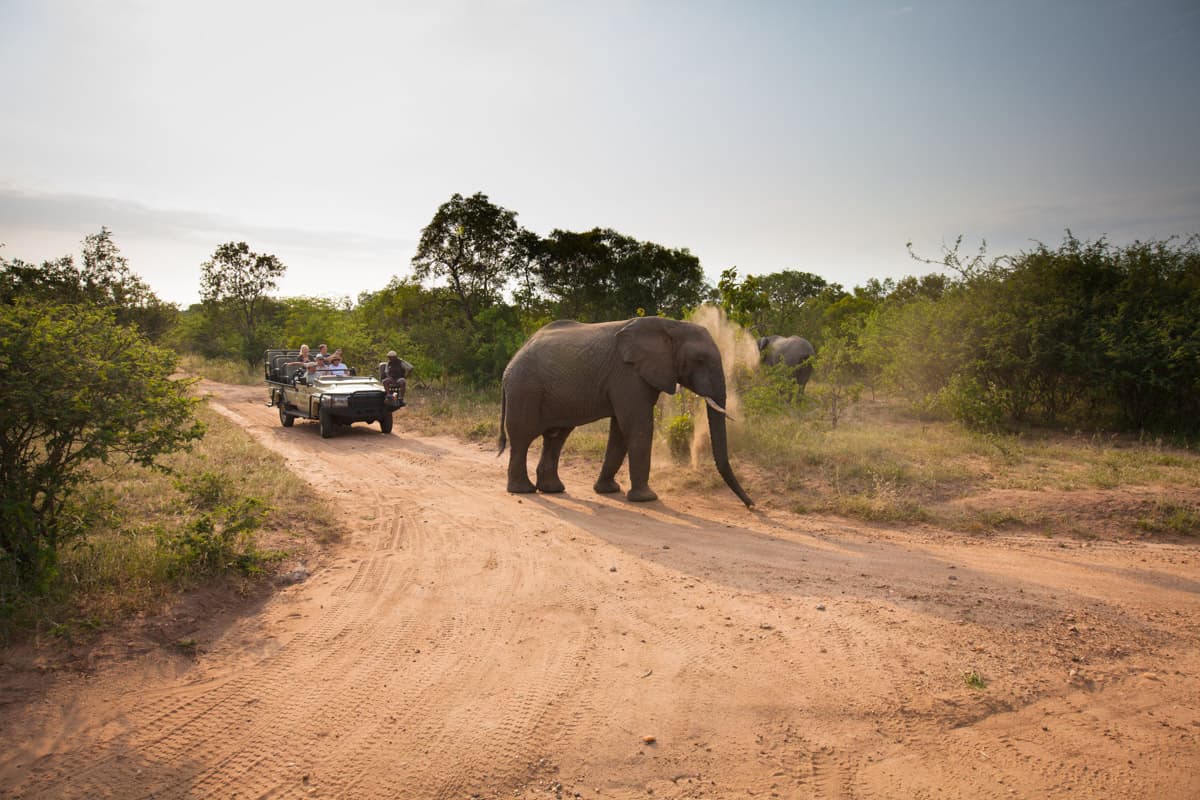 kapama activities Game Drive 4 1