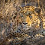 hoedspruit africa