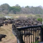 Big Five game drives Sabi Sands