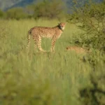 Big Five kenya