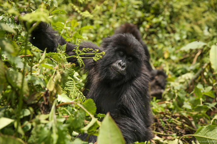 volcanoes gorilla trekking