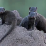 greater kruger park