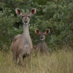 Thornybush luxury safari