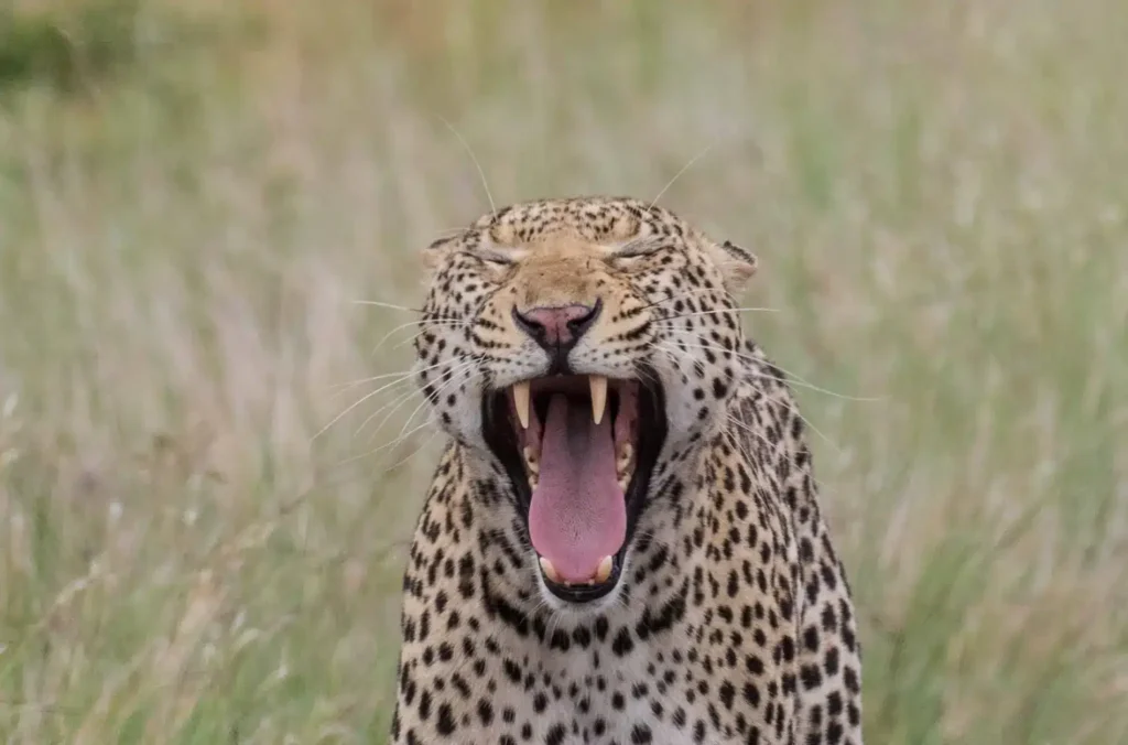 safari6