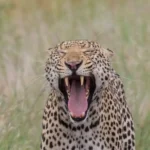 safari6