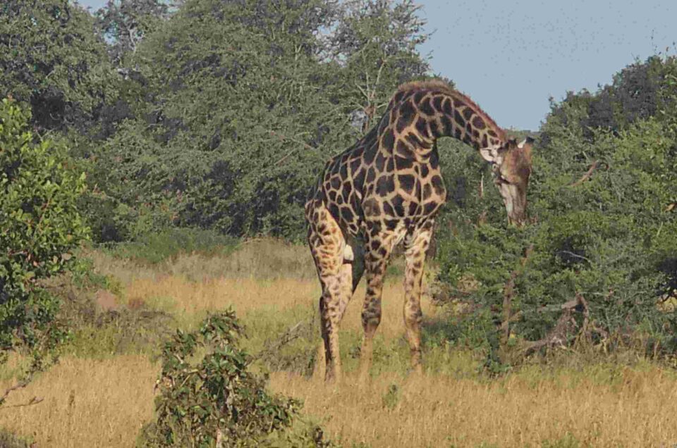 Best Time to Go on Safari in Africa: Month‑by‑Month Wildlife Guide