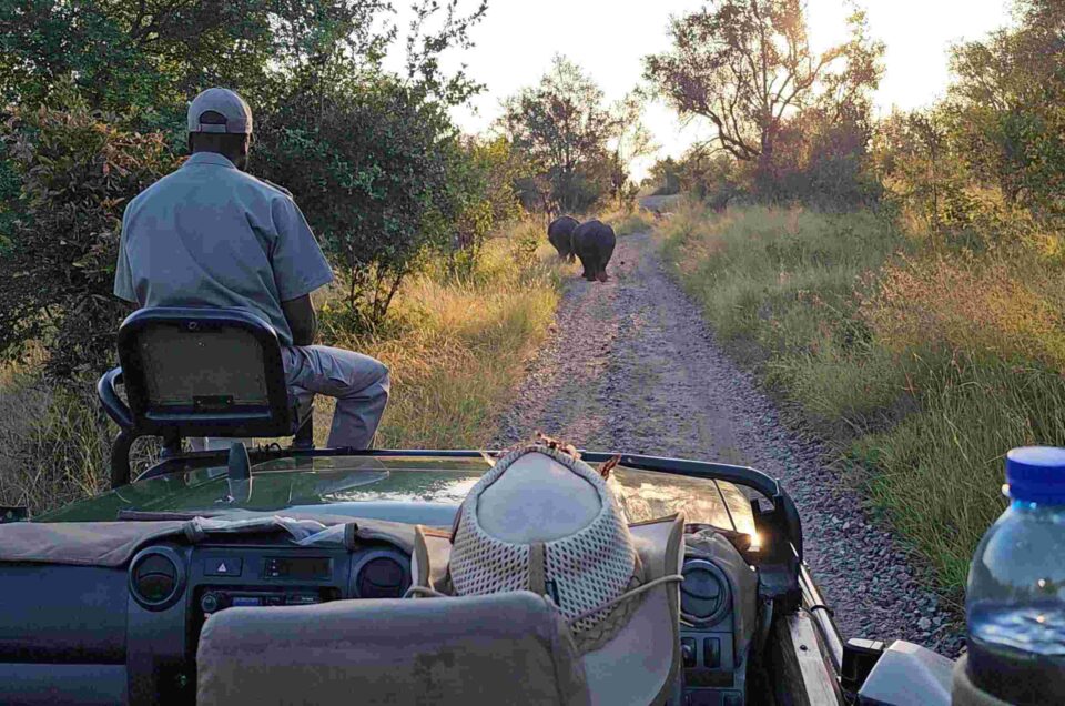 How to Book a Kruger Safari from Johannesburg: Your Complete 2026 Guide