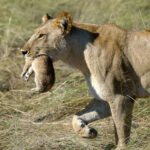 Chobe safari