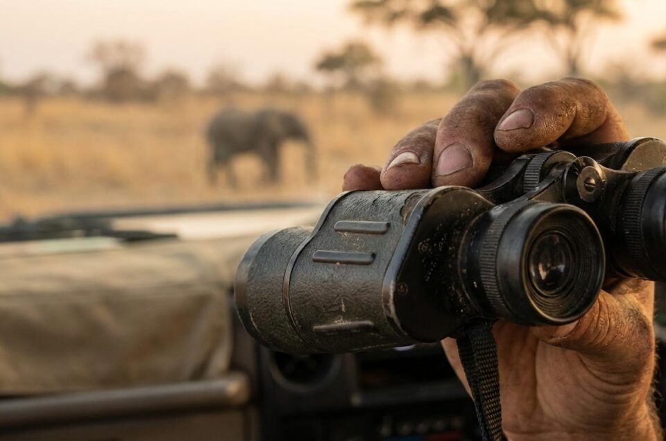 Ethical Safari Travel: Conservation, Community, and Animal Welfare
