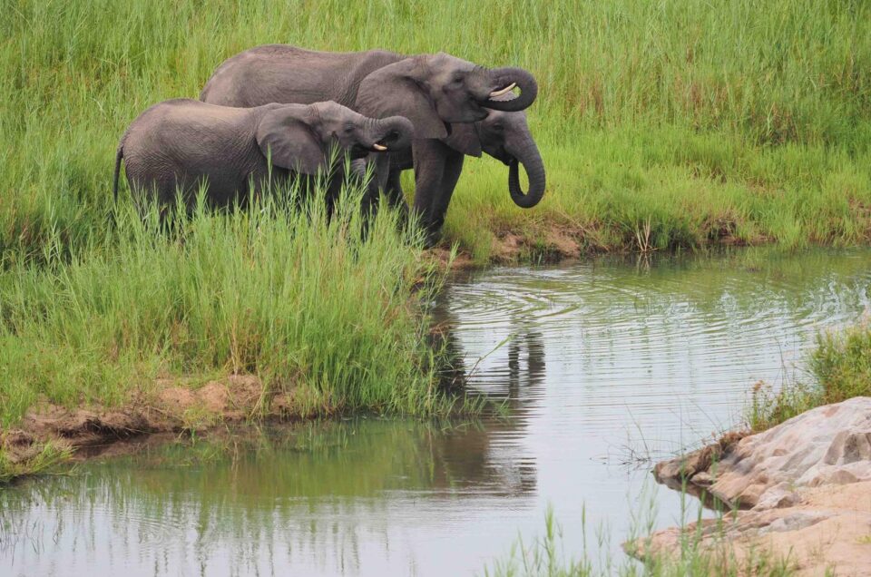 how to choose a safari lodge