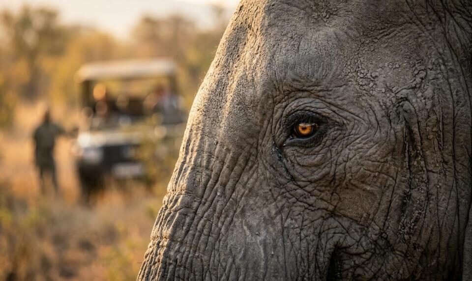 Pilanesberg Safari from Johannesburg 3 Days Tour