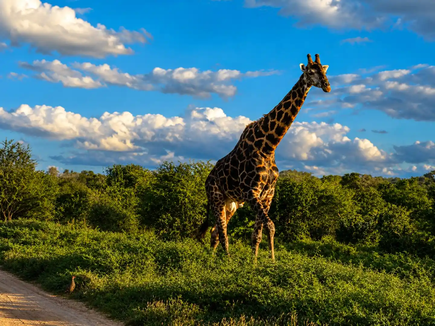 Full-Day Kruger Safari from Hazyview Lodges
