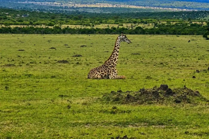7-Days Ultimate Kenya Safari