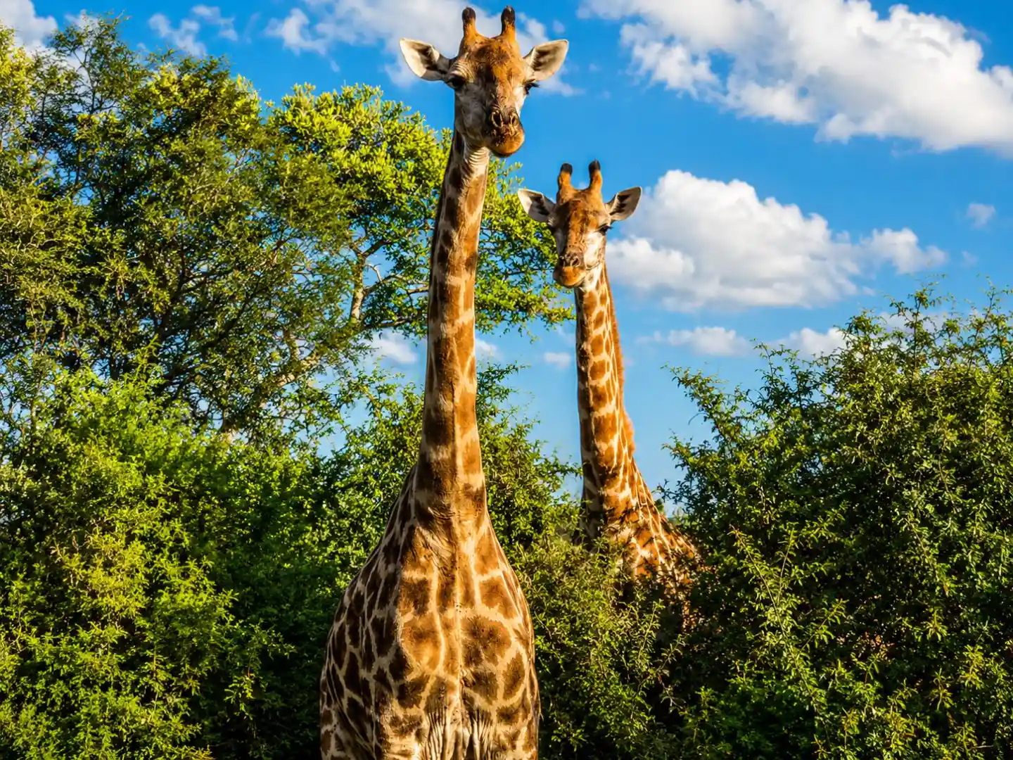 Kruger Afternoon Safari from Hazyview Lodges