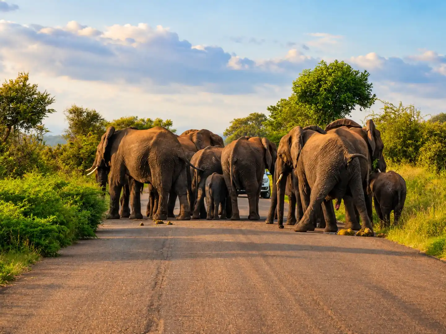 Kruger Morning Safari from Hazyview Lodges
